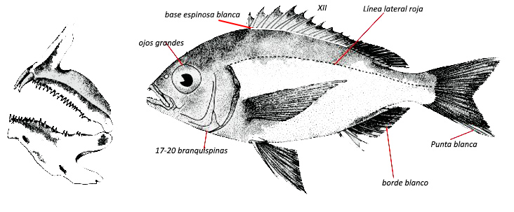Dentex macrophthalmus_01.jpg